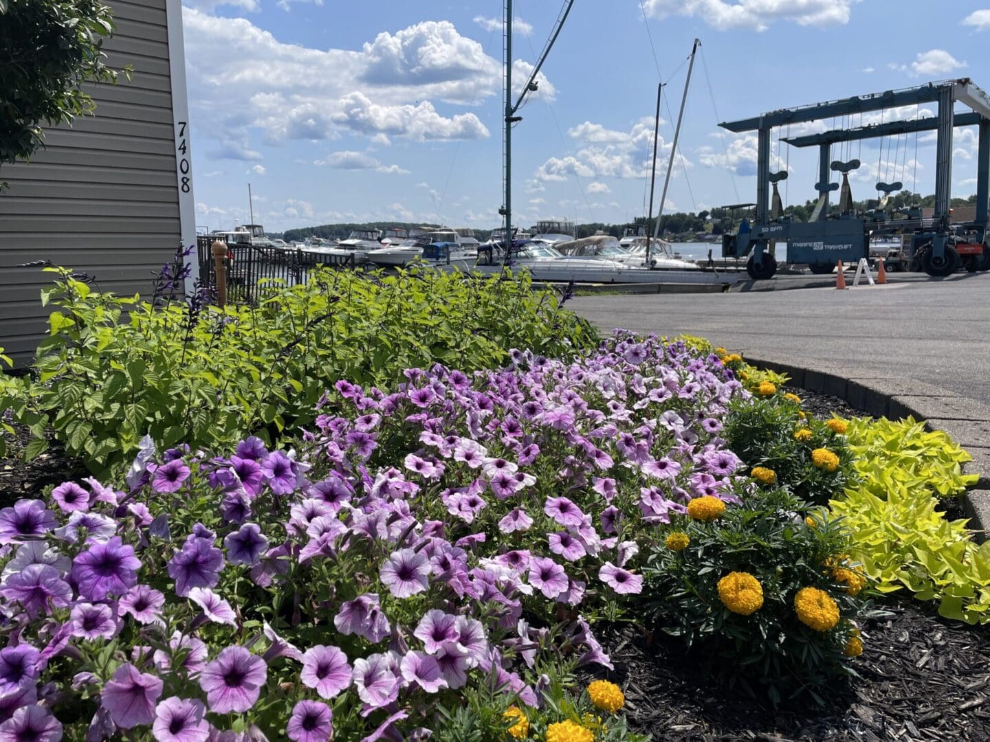 A flower bed with purple flowers in the foreground.